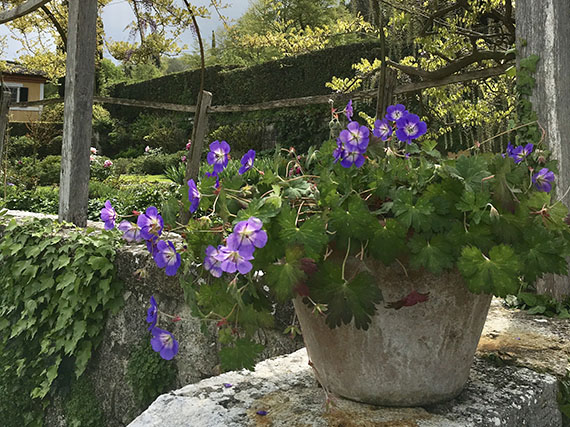 Seis geraniums buscan su jardín
